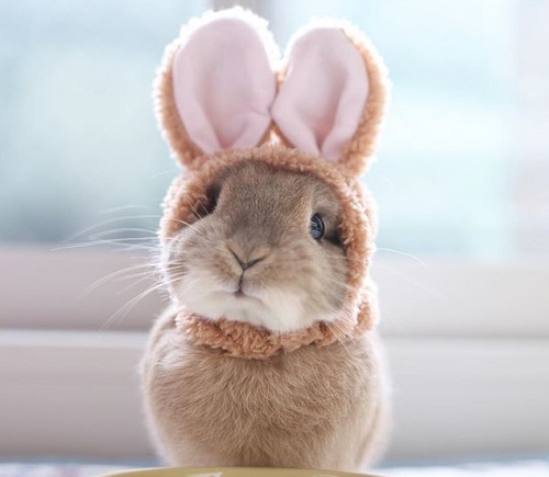 うさぎ 寿命